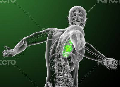 3d render medical illustration of the human heart