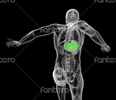 human digestive system human digestive system
