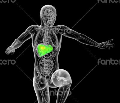  digestive system 