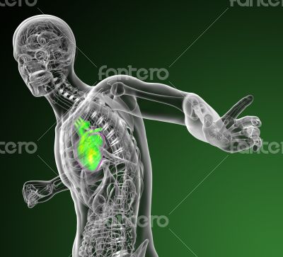 3d render medical illustration of the human heart