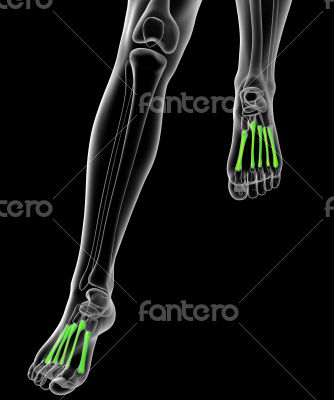 metatarsal bones