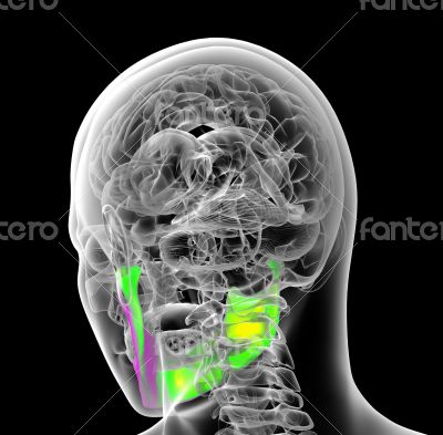  human jaw bone