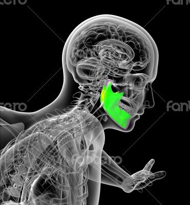 human jaw bone human jaw bone