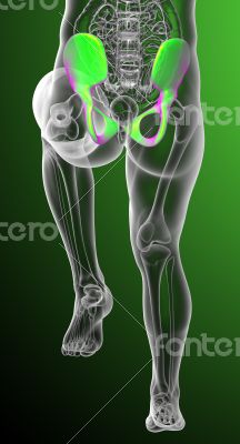 3d render medical illustration of the pelvis bone 