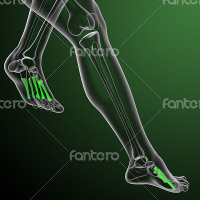 metatarsal bones metatarsal bones