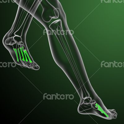 metatarsal bones