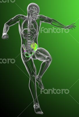 3d render medical illustration of the pelvis bone 