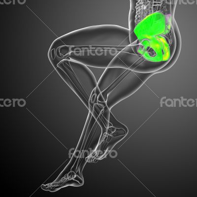 3d render medical illustration of the pelvis bone 