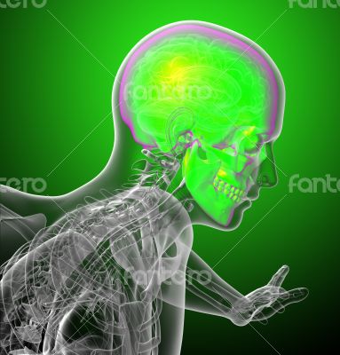 3d render medical illustration of the human skull 