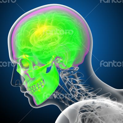 3d render medical illustration of the human skull 