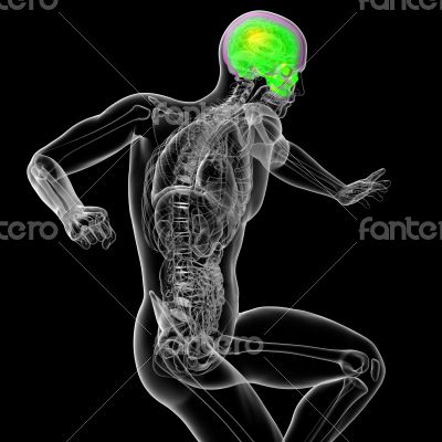 3d render medical illustration of the human sull 