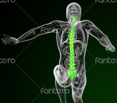 3d render medical illustration of the human spine 