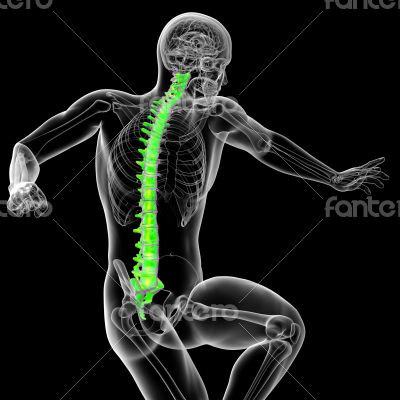 3d render medical illustration of the human spine 