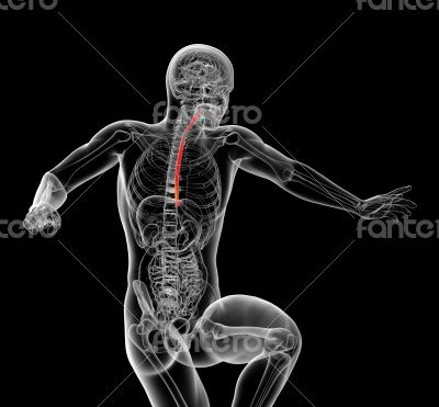 3d rendered illustration of the esophagus 3d rendered illustration of the esophagus