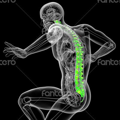 3d render medical illustration of the human spine 