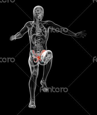 3d render medical illustration of the pelvis bone 