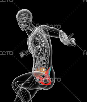 3d render medical illustration of the pelvis bone 