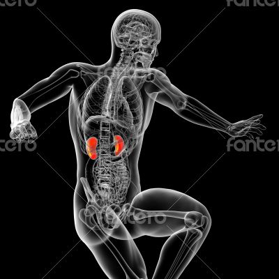 3d render medical illustration of the kidney 