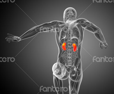 3d render medical illustration of the kidney 