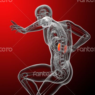 3d render medical illustration of the kidney 