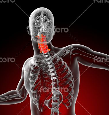  cervical spine