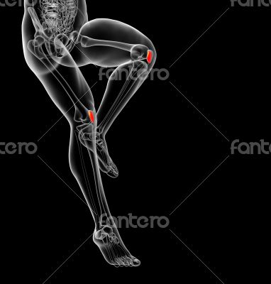 patella bone patella bone