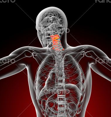  cervical spine