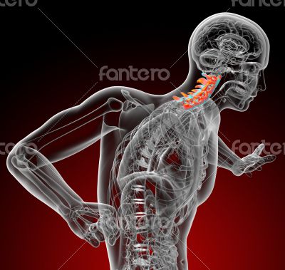  cervical spine