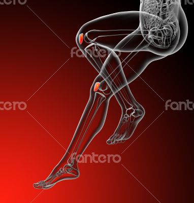 patella bone patella bone