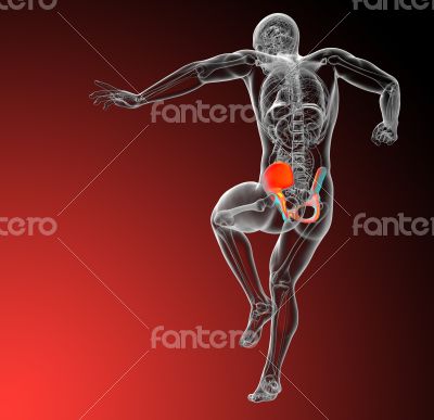 3d render medical illustration of the pelvis bone