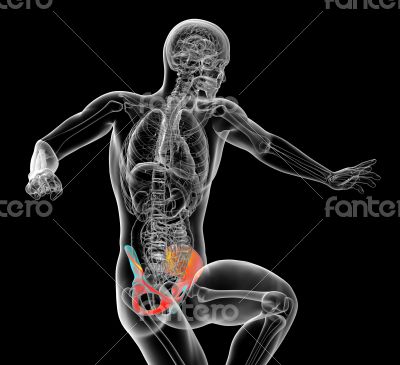 3d render medical illustration of the pelvis bone