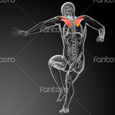 3d render medical illustration of the scapula bone