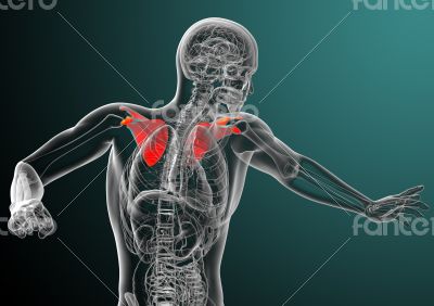 3d render medical illustration of the scapula bone