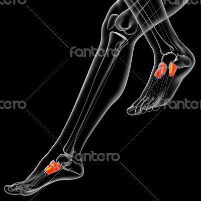  midfoot bone 