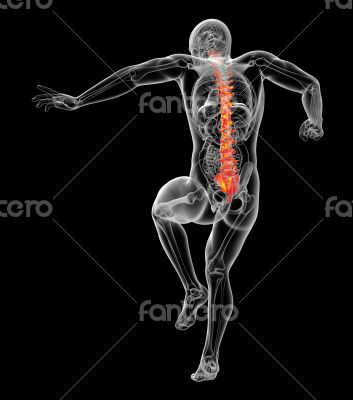 3d render medical illustration of the human spine