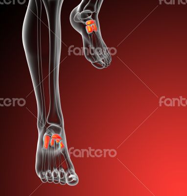  midfoot bone 