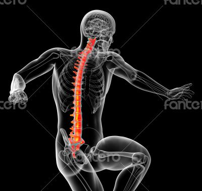 3d render medical illustration of the human spine