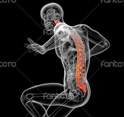 3d render medical illustration of the human spine 3d render medical illustration of the human spine