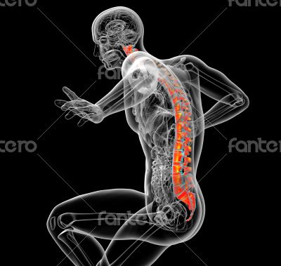 3d render medical illustration of the human spine