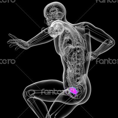 3d render medical illustration of the bladder