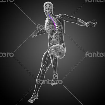 3d render medical illustration of the esophagus 