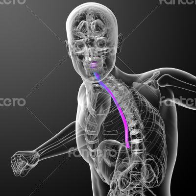3d render medical illustration of the esophagus 