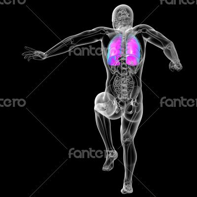 3d render medical illustration of the human lung