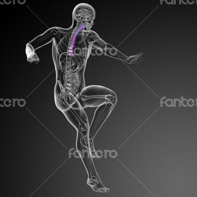 3d render medical illustration of the esophagus 