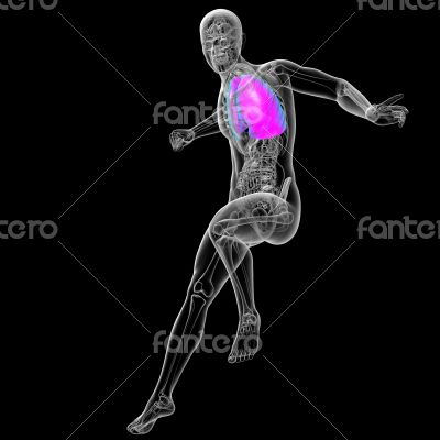 3d render medical illustration of the human lung