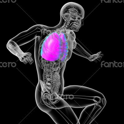 3d render medical illustration of the human lung