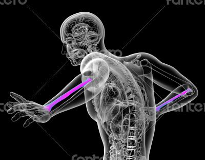 3d render medical illustration of the radius bone