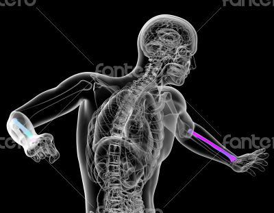 3d render medical illustration of the radius bone