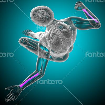 3d render medical illustration of the radius bone