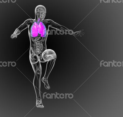 respiratory system